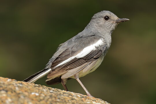 Oriental Magpie Robin Grey Black White Bird