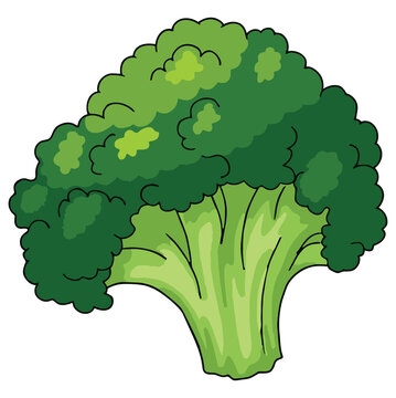 broccoli isolated no background