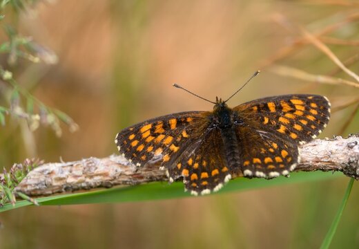 False heath fritillary
