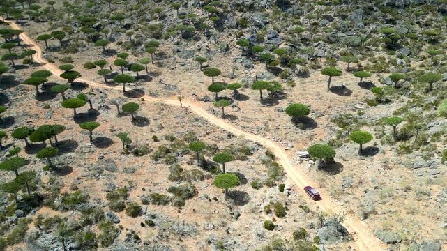 Socotra Island: Driving and Dragon Blood Trees