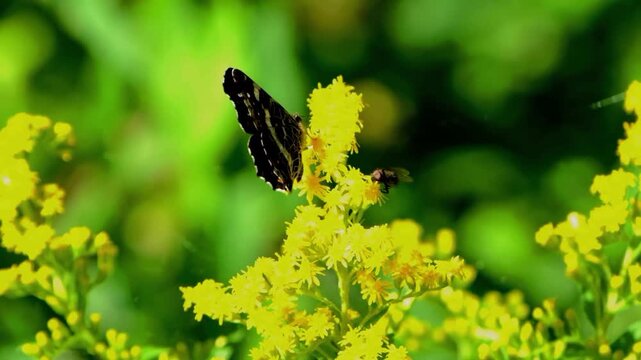 A mourning cloak butterfly and a small fly perched on a vibrant yellow goldenrod flower in a sunny meadow