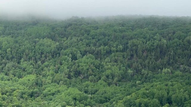 le brouillard se l&egrave;ve sur la for&ecirc;t de conif&egrave;res, Qu&eacute;bec, Canada	
