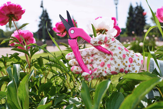 A gardener prepares to cut colorful peonies in a sunny outdoor garden.