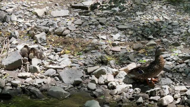 Caneton colvert dans une rivi&egrave;re, Qu&eacute;bec, Canada. Canard et ses canetons sur la rive de la rivi&egrave;re en &eacute;t&eacute;.