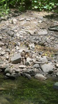 Caneton colvert dans une rivi&egrave;re, Qu&eacute;bec, Canada. Canard et ses canetons sur la rive de la rivi&egrave;re en &eacute;t&eacute;.