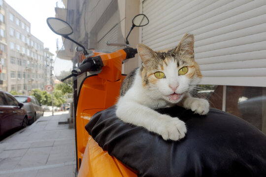 A portrait of a street cat