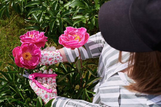 Gardener trims vibrant peonies in a sunny flower patch