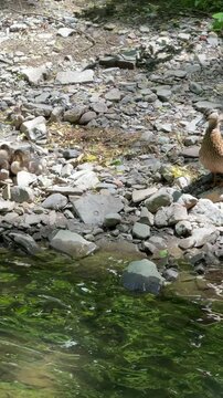 Caneton colvert dans une rivi&egrave;re, Qu&eacute;bec, Canada. Canard et ses canetons sur la rive de la rivi&egrave;re en &eacute;t&eacute;.