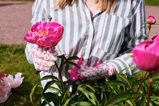 Gardener trims pink peony flowers in sunny garden setting