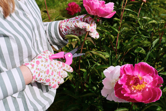 Gardener trims pink peony flowers in sunny garden setting