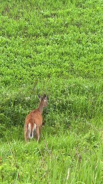 Cerf de Virginie, Qu&eacute;bec, Canada