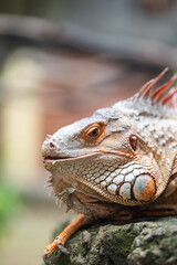 Fototapeta premium Orange green iguana face close-up. Portrait of Iguana.
