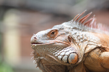 Fototapeta premium Orange green iguana face close-up. Portrait of Iguana.