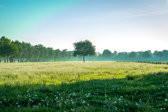 &Uuml;ber der taunassen Wiese lag ein feiner Schleier aus Morgennebel, w&auml;hrend ein einzelner Baum in der Mitte des Feldes stand wie ein stiller W&auml;chter der Landschaft.