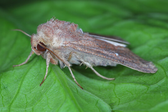Natural Detailed closeup on the white-point owlet moth, Mythimna albipuncta sitting on leaf.