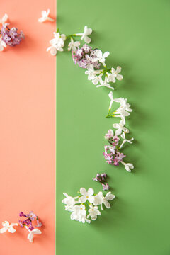 Elegant floral background with fresh spring flowers