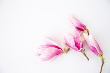 Obraz premium pink magnolia flowers arranged on clean white background with copy space