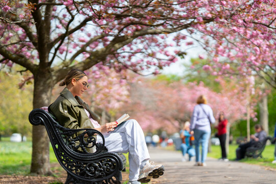 Reading book under cherry blossoms