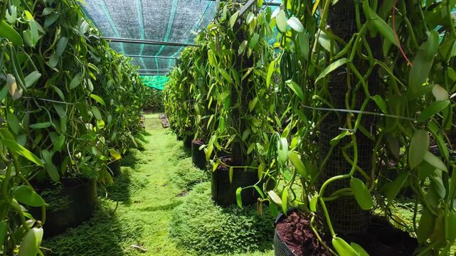 Scenic footage of a Bourbon Vanilla farm on the island of La Reunion, France	