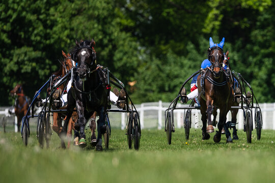 Harness horse race in motion on grassy track, drivers in colorful uniforms steering sulkies, real authentic sports action