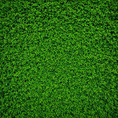 Fototapeta premium A dense wall of vibrant green foliage leaves for natural background design