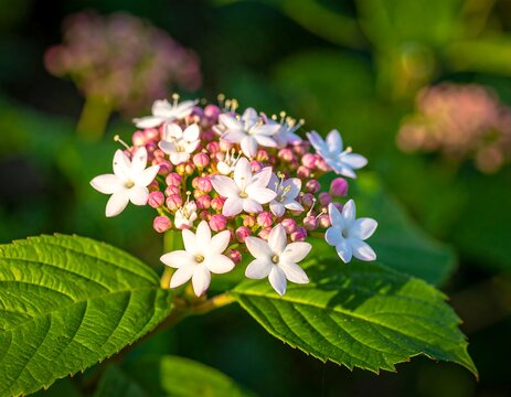 White Ixora Flowers Blooming in Garden with Soft Sunlight, Tropical Floral Nature Background