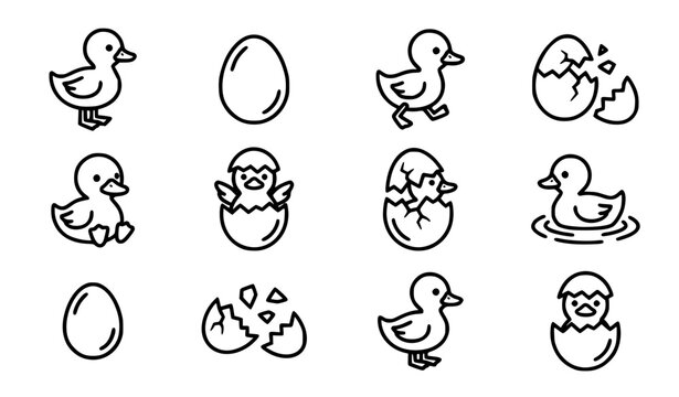 Black and white duck and egg vector collection with cute ducklings hatching eggs isolated on white background