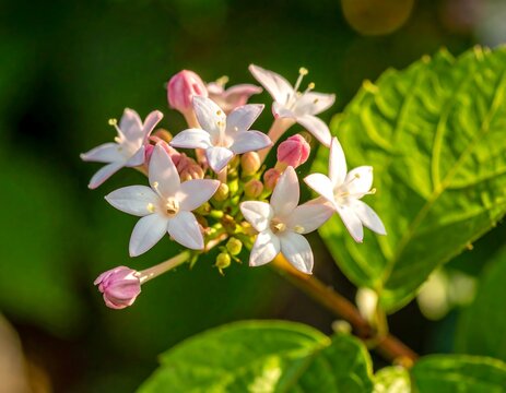 Beautiful White Ixora Flower Cluster Close Up with Green Leaves, Fresh Garden Blossom