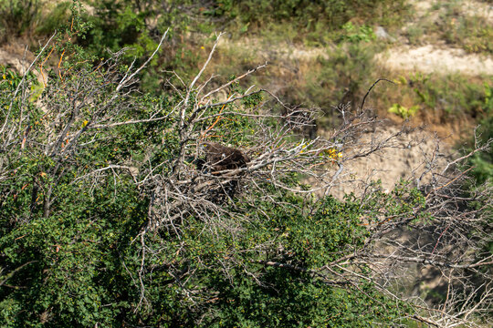 Female Short-toed Snake Eagle (Circaetus gallicus) alertly sitting on a nest hidden in dense branches, protecting her single chick.  The raptor's intense yellow eye is watchful and vigilant.