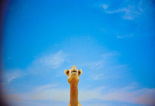 Camel Stands Under Blue Sky in the Bahrain Desert 