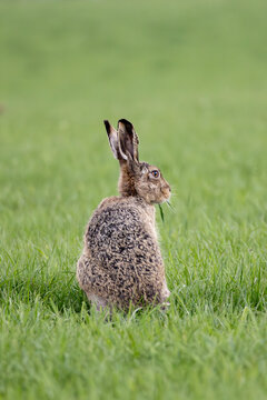 Brown hare