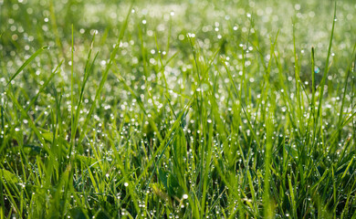 Obraz premium Grass with morning dew drops, meadow with drops of water background
