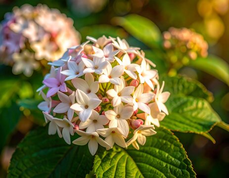 White Ixora Flowers Blooming in Garden with Soft Sunlight, Tropical Floral Nature Background
