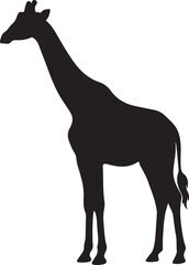Fototapeta premium Black silhouette of a giraffe standing