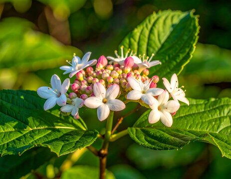 White Ixora Flowers Blooming in Garden with Soft Sunlight, Tropical Floral Nature Background