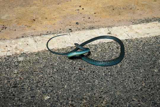 Photograph of Chrysopelea ornata, the Golden Tree Snake or Ornate Flying Snake, showing an unusual blue colour morph on Con Dao Island, Vietnam. The slender snake is photographed from above on a road 