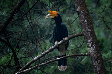 a hornbill perched on a pine tree branch © DS light photography
