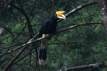 a hornbill perched on a pine tree branch © DS light photography