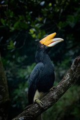 a hornbill perched on a pine tree branch © DS light photography