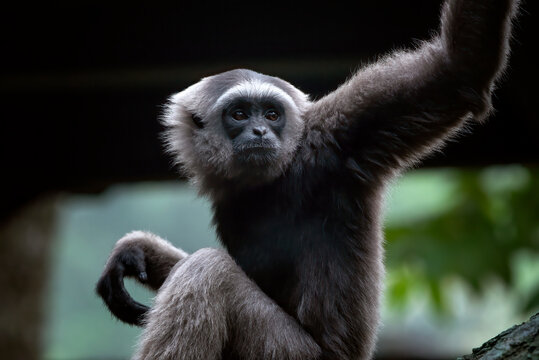 close up photo of a gibbon