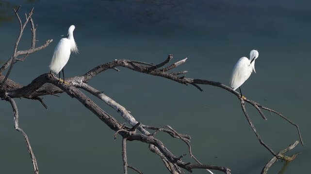 Two white egrets standing on a dead tree branch over water in Camargue France