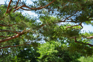 Fototapeta premium Korean Red Pine Tree Branches and Green Needles with Blue Sky in Summer Nature