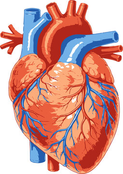 Detailed anatomical human heart, educational content, medicine, nursing, illustration, basic anatomy, guide