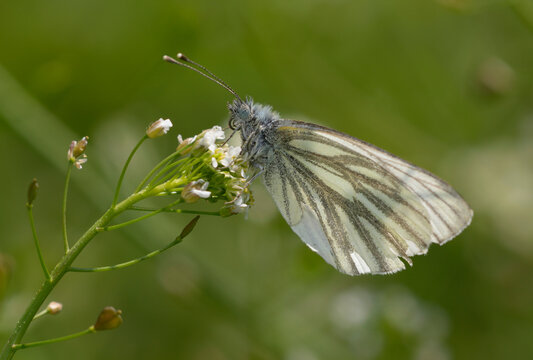 Green-veined white butterfly Pieris napi feeding on small white wildflowers in summer meadow