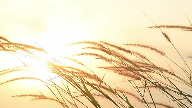 Soft sunlight filters through the delicate feathery seed heads of a wild grass swaying gently in the breeze. The warm, golden hue of the light creates a serene and tranquil atmosphere.