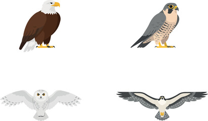 Fototapeta premium Birds of Prey Vector Illustration Set of Bald Eagle Peregrine Falcon Snowy Owl and Osprey Hawk for Wildlife Nature and Education Designs