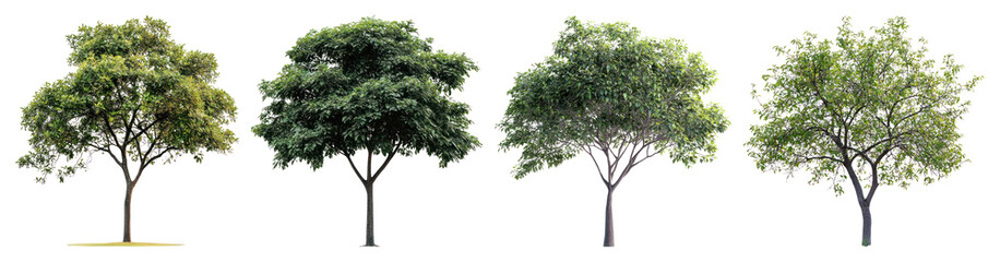 Fototapeta premium PNG Four diverse green trees aligned on transparent background