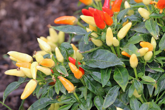 Multicoloured chilli pepper fruits in close up