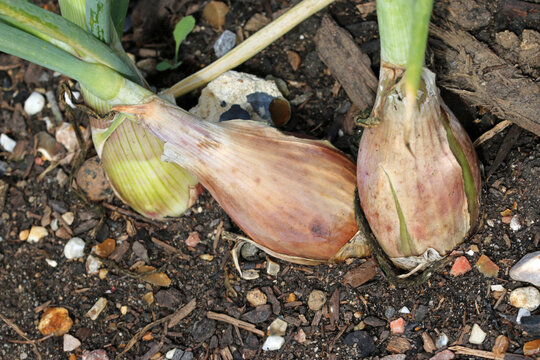 Shallots in close up in a vegetable garden