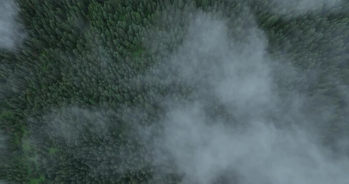 Aerial footage of beautiful alpine grassland and forest mountain landscape